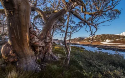 Hiking Heaven: Discover the Best Trails at Mt Buller