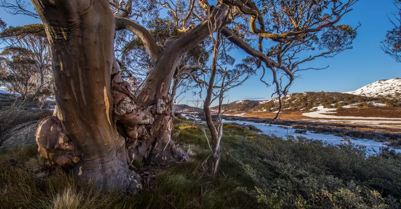 Hiking Heaven: Discover the Best Trails at Mt Buller