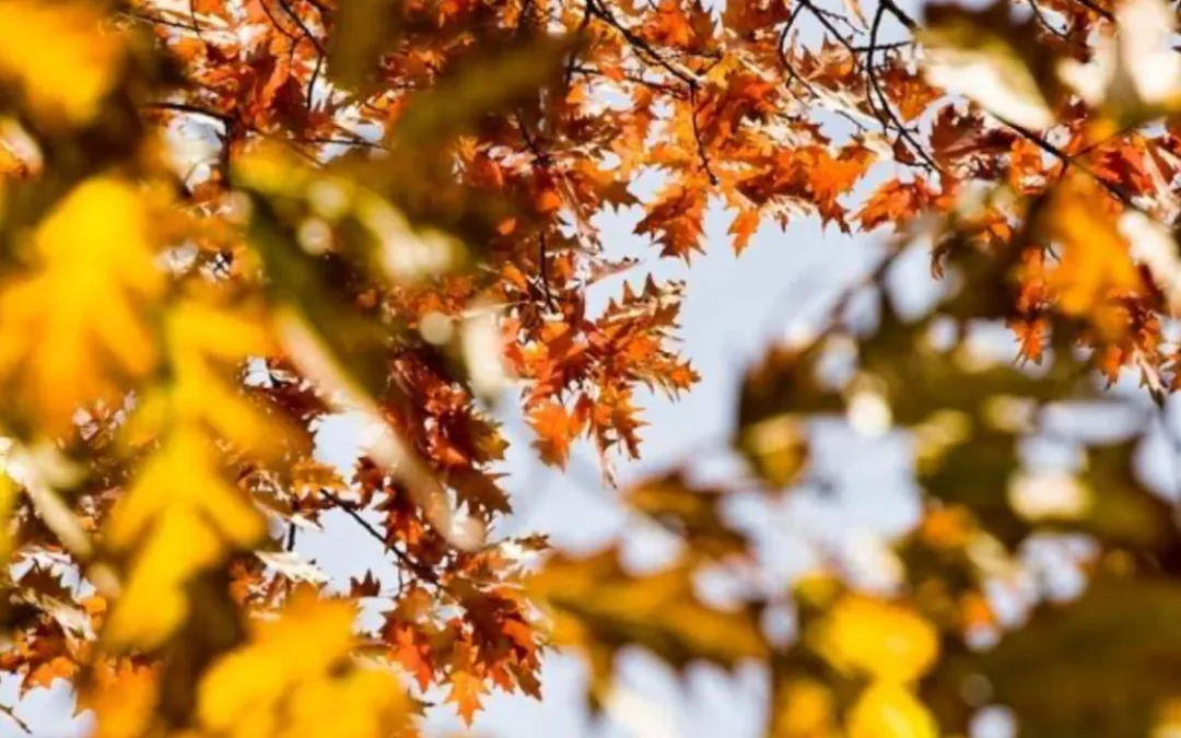 Autumn Colours at Mount Buller: A Spectacular Seasonal Escape