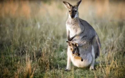 Wildlife Encounters at Mt Buller: Discover Nature Up Close